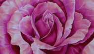 TEA ROSE III /  24x24 Inches  /  Acrylic